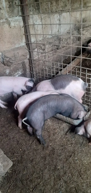 Vand purceii - imagine 4