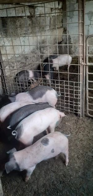 Vand purceii - imagine 3