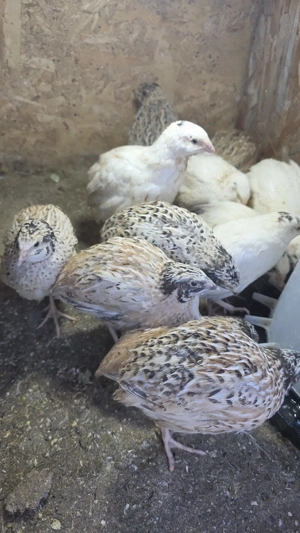 prepelite 4 saptamani