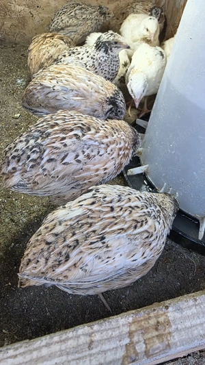 prepelite 4 saptamani - imagine 3