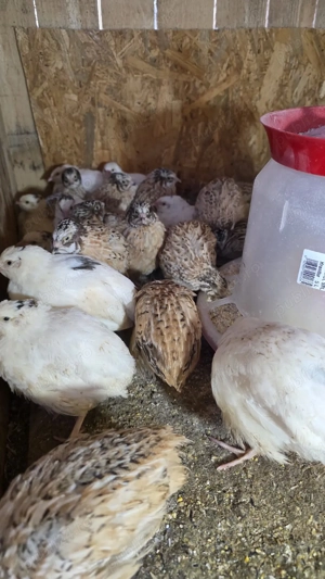 prepelite 4 saptamani - imagine 2