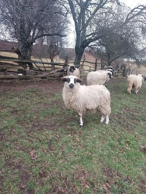 Vand oi cu miei  - imagine 5