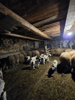 Vand oi cu miei  - imagine 2