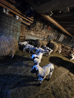 Vand oi cu miei  - imagine 3