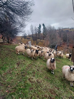 Vand oi cu miei  - imagine 4