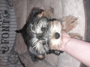 Yorkie baietel - imagine 2