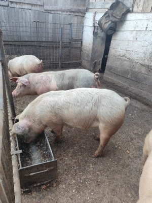 Porci de vânzare  - imagine 2