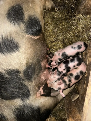  înd scroqfă fătată - imagine 4