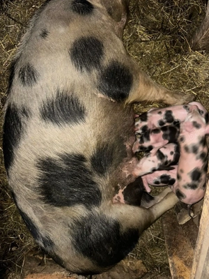  înd scroqfă fătată - imagine 3