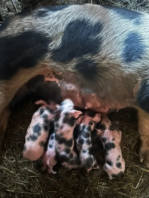  înd scroqfă fătată - imagine 2