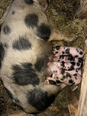  înd scroqfă fătată - imagine 5