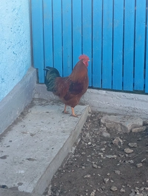 Vând 3 cocoși de casa - imagine 3