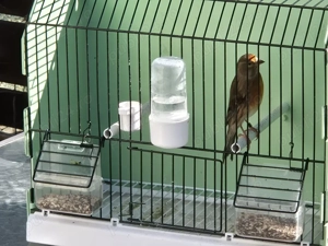 Hibrid de canar arlechin - imagine 2