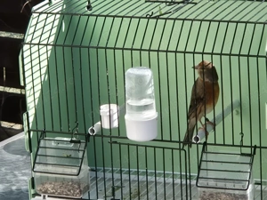 Hibrid de canar arlechin - imagine 4