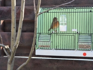 Hibrid de canar arlechin - imagine 5