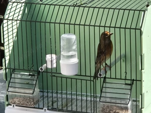 Hibrid de canar arlechin