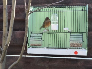 Hibrid de canar arlechin - imagine 3