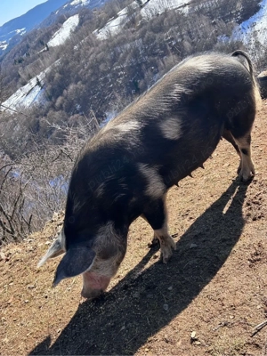 porc de vanzare 
