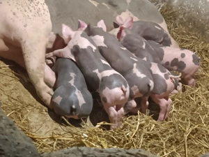 Vând purcei pietrain belgian - imagine 3