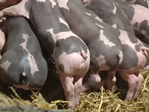 Vând purcei pietrain belgian - imagine 2