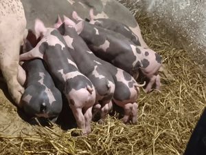 Vând purcei pietrain belgian