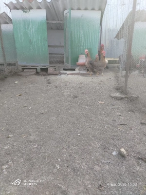 oua pentru incubat australorp, italiană potarnichiu si gat golaș de Transilvania  - imagine 5