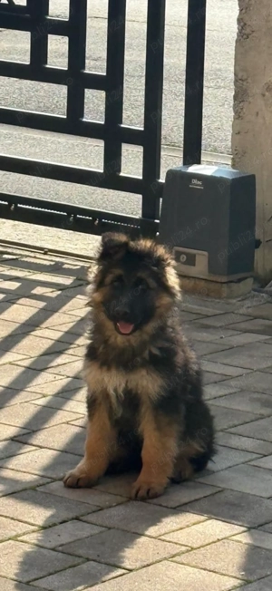 Cățelușă ciobănesc german linie supercampioni - imagine 2