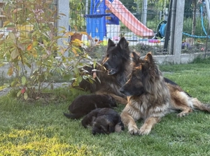 Cățelușă ciobănesc german linie supercampioni - imagine 3