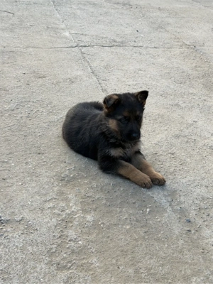 Vând căței ciobănesc german - imagine 4