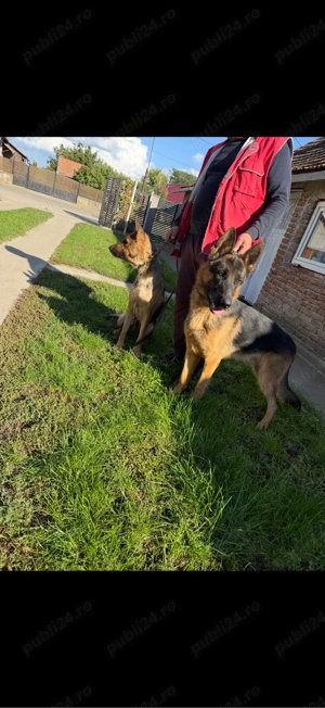 Vând căței ciobănesc german - imagine 5