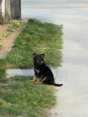 Vând căței ciobănesc german - imagine 2