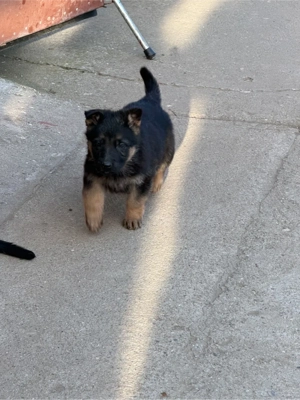 Vând căței ciobănesc german - imagine 3