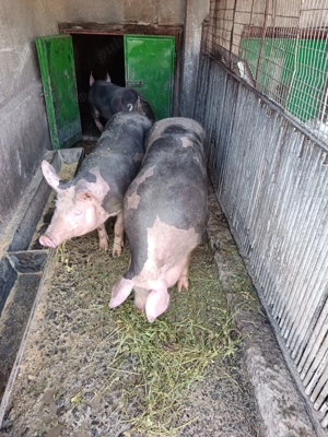 Vând 2 porci petrain , și o scrofița petrain de prasila  - imagine 3
