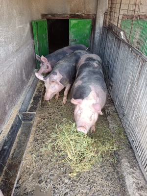 Vând 2 porci petrain , și o scrofița petrain de prasila  - imagine 2