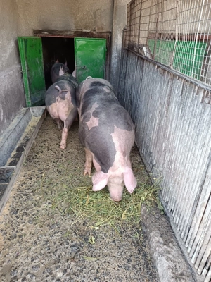 Vând 2 porci petrain , și o scrofița petrain de prasila  - imagine 4