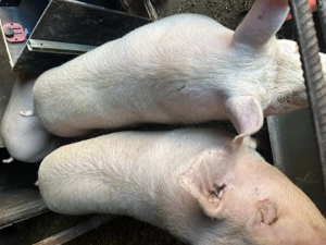 Vând purcei și porci pentru Paște 