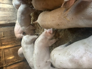 Vând purcei și porci pentru Paște  - imagine 4