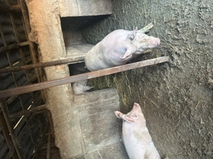 Vând purcei și porci pentru Paște  - imagine 2