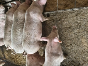 Vânzări purcei - imagine 3