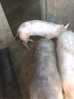 vand porci - imagine 2