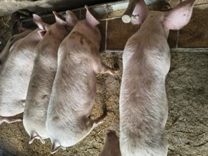 Vânzări purcei - imagine 4