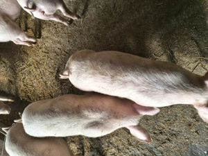 Vânzări purcei - imagine 2