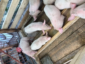 Marele alb - imagine 2