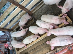 Marele alb - imagine 3