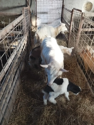 de vânzare tap castrat di capre cu iezi - imagine 3