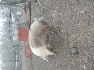 Porci de vânzare  - imagine 5