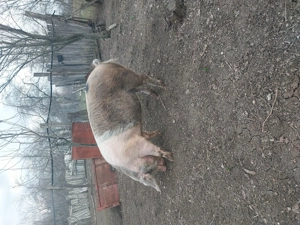 Porci de vânzare  - imagine 3