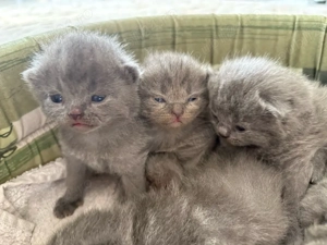 Puiuti british shorthair - imagine 4