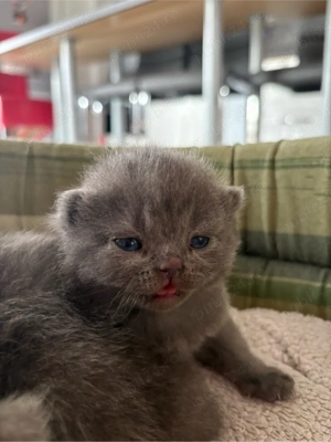 Puiuti british shorthair - imagine 2