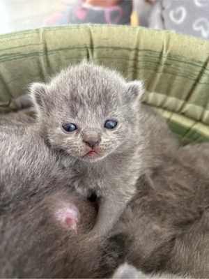Puiuti british shorthair - imagine 5